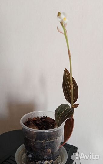 Орхидея лудизия