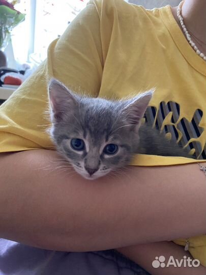 Котенок, 1,5 мес, мальчик