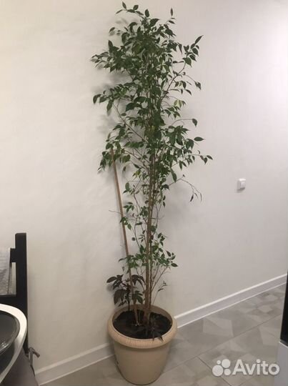 Фикус Бенджамина