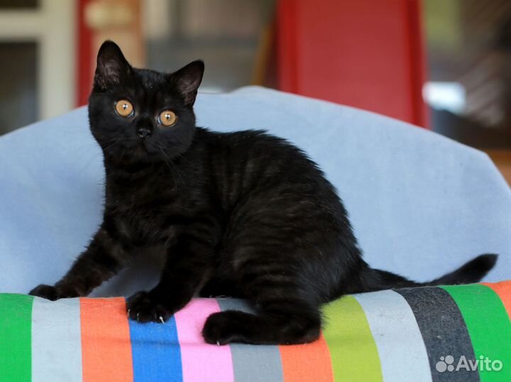 Черный британский котик