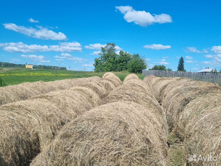Продам сено в рулонах