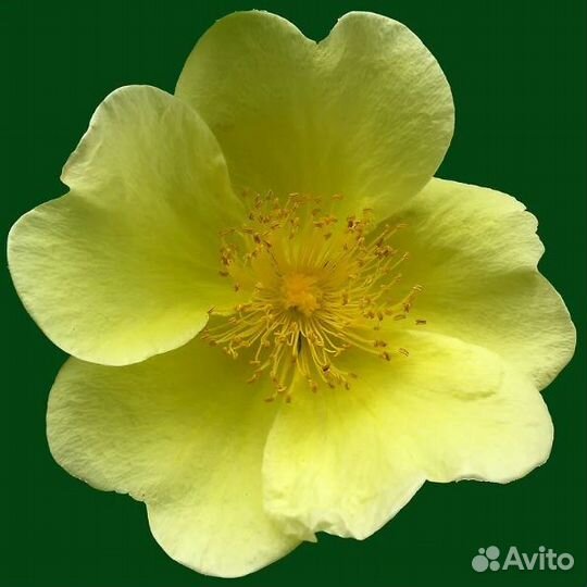 Лапчатка с доставкой - Аlena.park