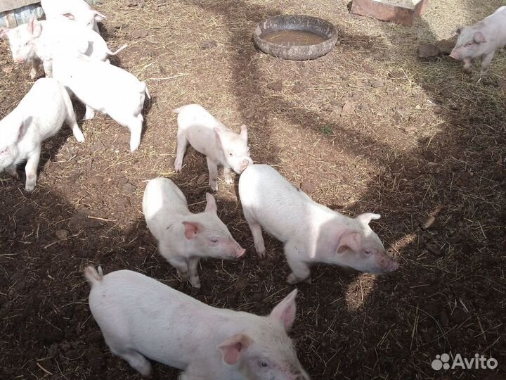 Поросята ландрас