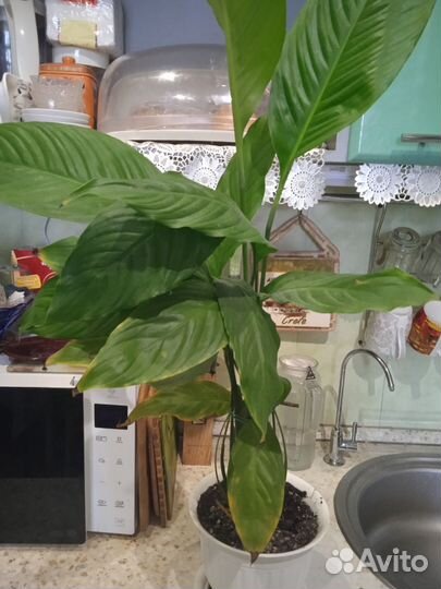 Спатифиллум