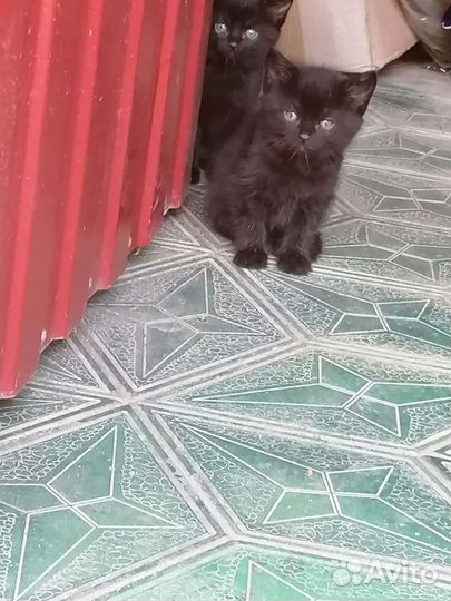 Котята в добрые руки бесплатно