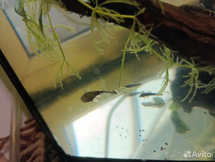 Сомики Анциструса