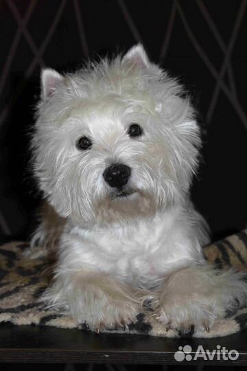 Вайт терьер вязка