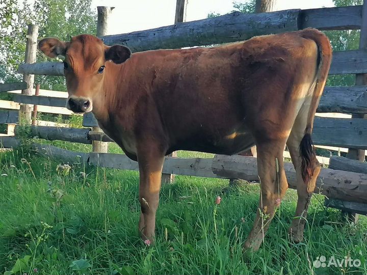 Телочка Джерси