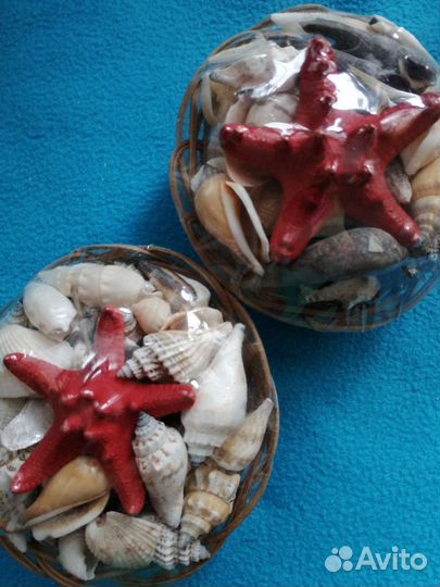 Морские ракушки и морские звезды