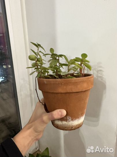 Замиокулькас и традесканция маленькие