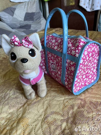 Собака чичилав