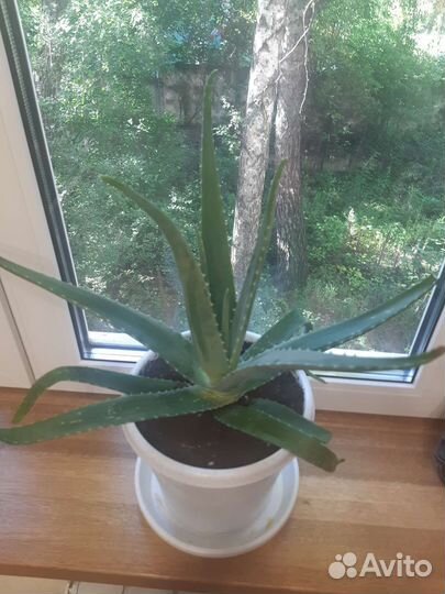 Алоэ лечебный