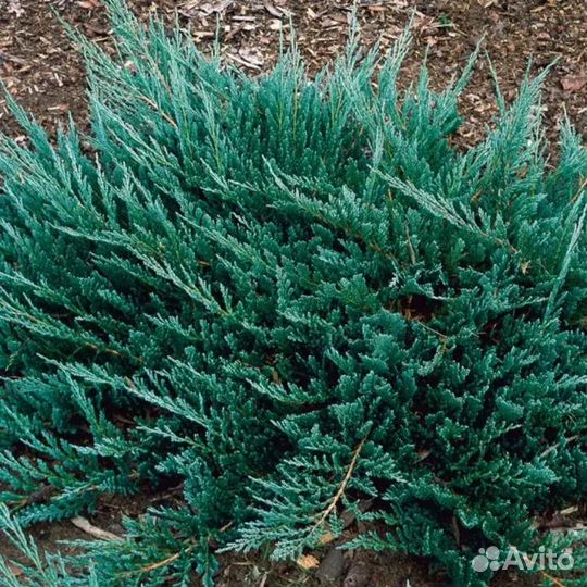 Можевельник