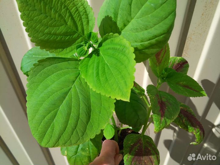 Скворечники для птиц