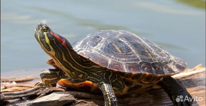 Черепаха