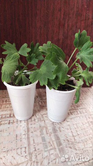 Пеларгония герань