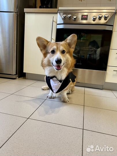 Костюм для собаки