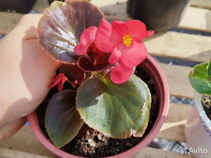 Бегония махровая корневая