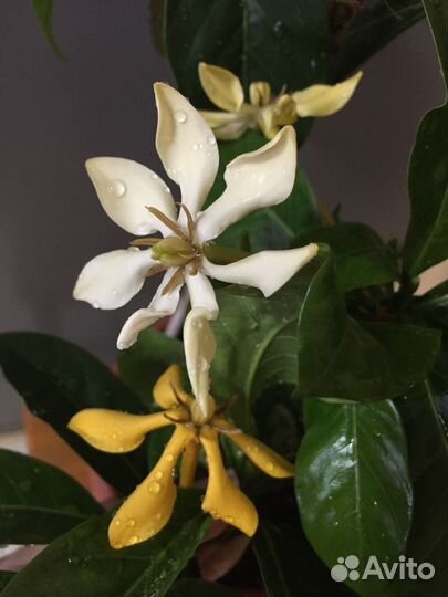 Гардении, редкие сорта