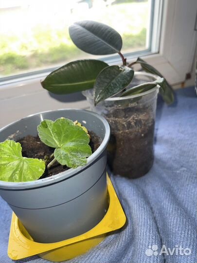 Комнатные растения с горшками разные