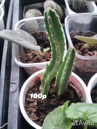 Кактусы и суккуленты.всё для флорариумов