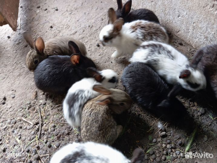 Крольчата