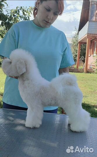 Бишон фризе, мальчик