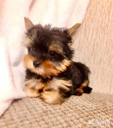 Йоркширский терьер мальчик
