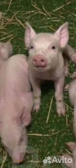 Поросята 2хмесячные