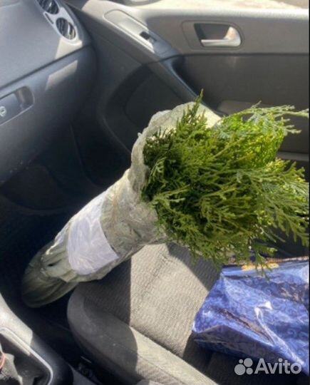 Туя для изгороди