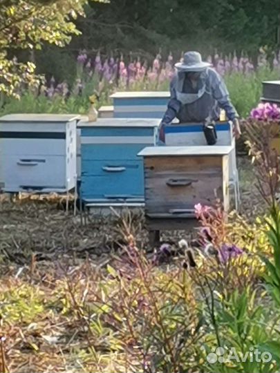 Мед Окунево