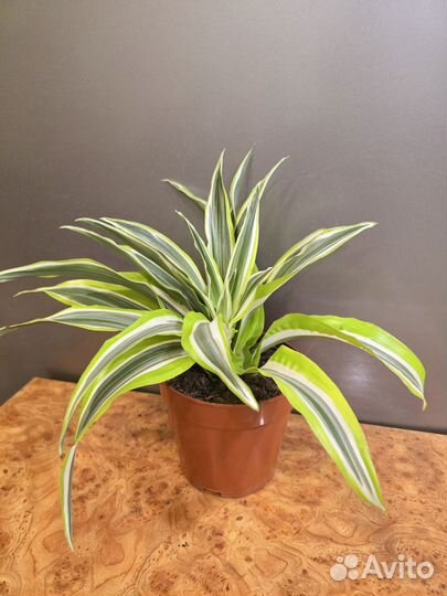 Драцена куст