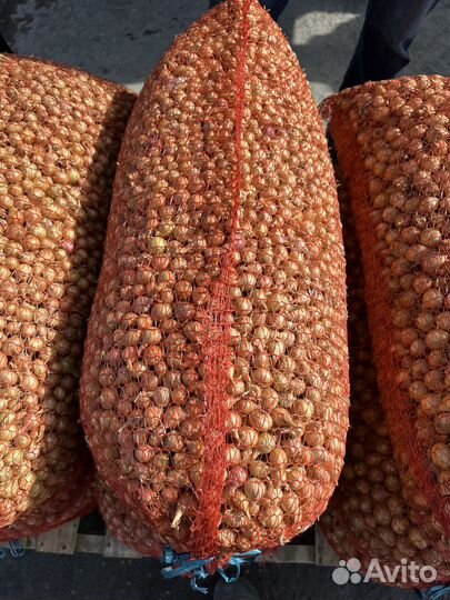 Лук севок штутгартер