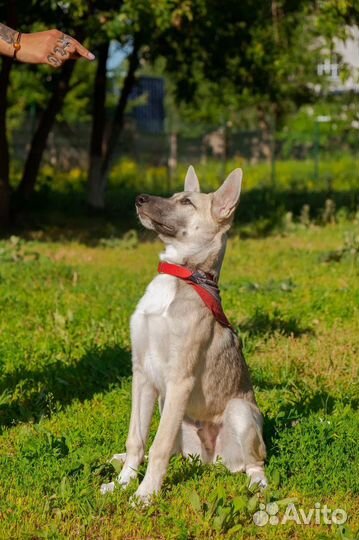 Щенок в добрые руки бесплатно