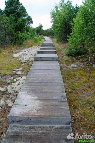 Экскурсия по Куршской косе