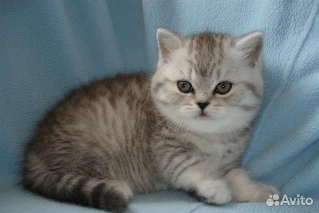 Серебристая, пятнистая, вискас кошечка