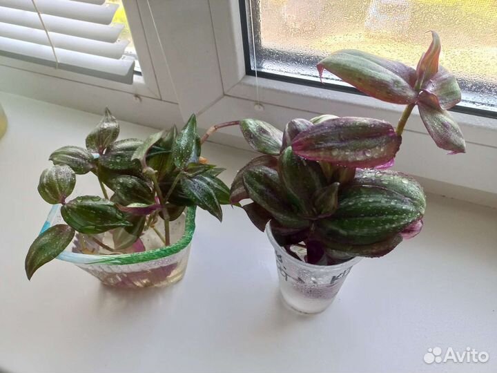 Традесканция