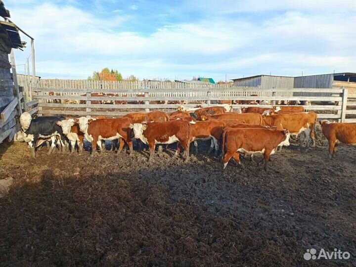 Коровы и телки