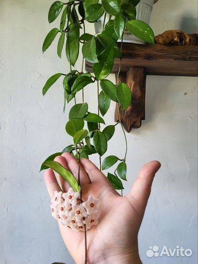 Хойя восковой плющ