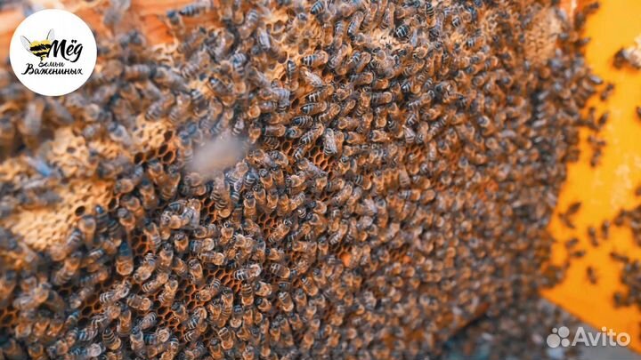 Мед натуральный липовый гречишный