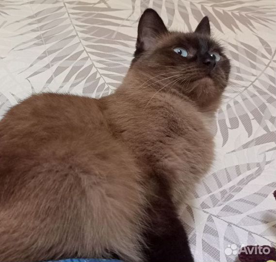Тайская кошечка в дар