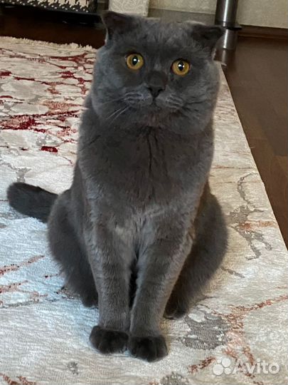 Британский котик