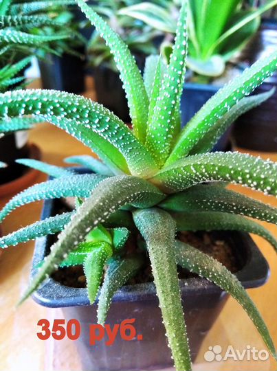 Суккуленты