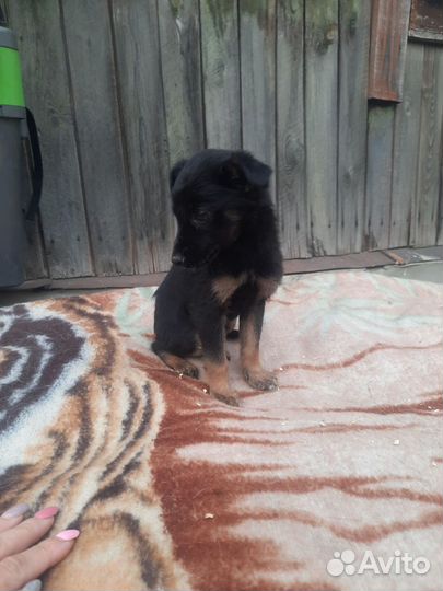 Щенок в добрые руки бесплатно