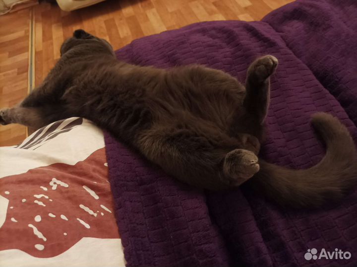Кот на вязку