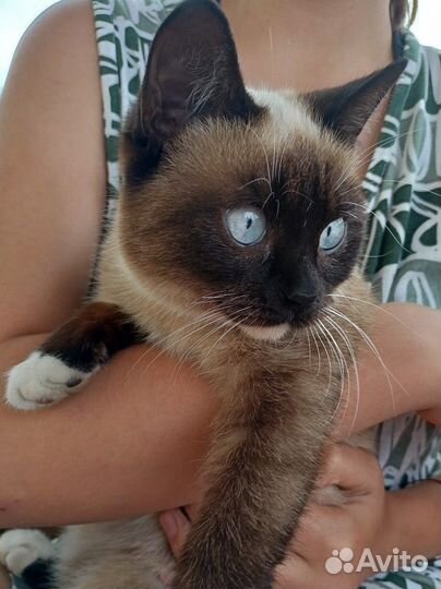 Молодая кошечка