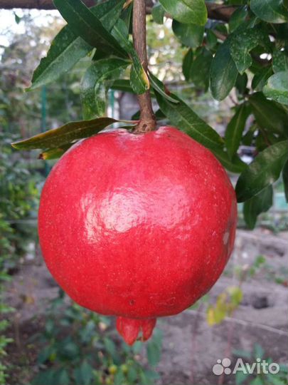 Гранаты саженцы