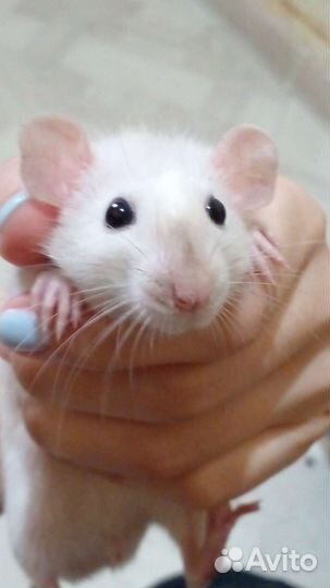 2 крысенка с большой клеткой