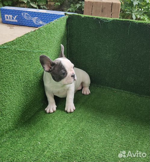 Французский бульдог