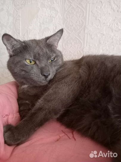 Кот в добрые руки